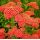 Achillea millefolium ´Safran´