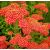 Achillea millefolium ´Safran´