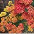 Achillea millefolium ´Safran´