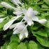 Hosta Plantaginea 'Grandiflora'