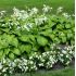 Hosta Plantaginea 'Grandiflora'