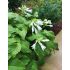 Hosta Plantaginea 'Grandiflora'