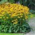 Rudbeckia fulgida ´Goldsturm´