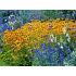 Rudbeckia fulgida ´Goldsturm´