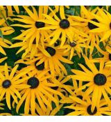 Rudbeckia fulgida ´Goldsturm´