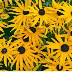 Rudbeckia fulgida ´Goldsturm´