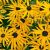 Rudbeckia fulgida ´Goldsturm´