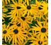 Rudbeckia fulgida ´Goldsturm´ Ø13 / 1L