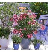 Nerium Oleander ´Mix farieb´