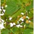 Platanus x acerifolia (hispanica)