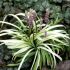 Liriope muscari ´Okina´