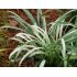 Liriope muscari ´Okina´