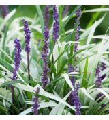 Liriope muscari ´Okina´