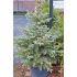 Picea Pungens ´Glauca´