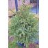 Picea Abies