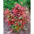 Photinia x frasseri ´Compacta Nana´