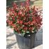 Photinia x frasseri ´Compacta Nana´