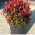 Photinia x frasseri ´Compacta Nana´