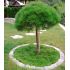 Pinus nigra ´Brepo´ na kmienku