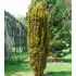 Taxus baccata ´Fastigiata Aurea´