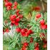 Taxus baccata ´Fastigiata Aurea´