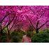 Cercis siliquastrum
