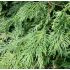 Cupressocyparis leylandii na kmienku