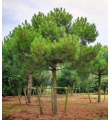 Pinus Pinea na kmienku