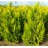 Chamaecyparis Lawsoniana ´Yvonne´