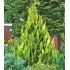 Chamaecyparis Lawsoniana ´Yvonne´