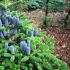 Abies koreana