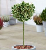 Euonymus jap. ´Bravo´ na kmienku