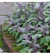 Šalvia lekárska´Purpurascens´