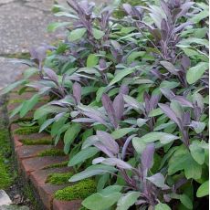 Šalvia lekárska´Purpurascens´