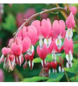 Dicentra spectabilis