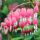 Dicentra spectabilis