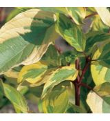 Cornus alba ´Spaethii´