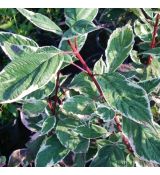 Cornus alba ´Sibirica Variegata´
