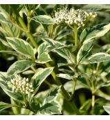 Cornus sericea ´White Gold´