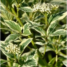 Cornus sericea ´White Gold´