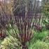 Cornus alba ´Kesselringii´