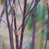 Cornus alba ´Kesselringii´