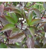 Cornus alba ´Kesselringii´