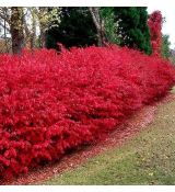 Euonymus alatus