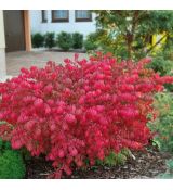 Euonymus alatus ´Compactus´