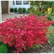Euonymus alatus ´Compactus´
