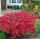 Euonymus alatus ´Compactus´