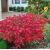 Euonymus alatus ´Compactus´