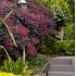 Cotinus coggygria ´Royal Purple´