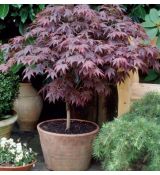 Acer palmatum ´Bloodgood´